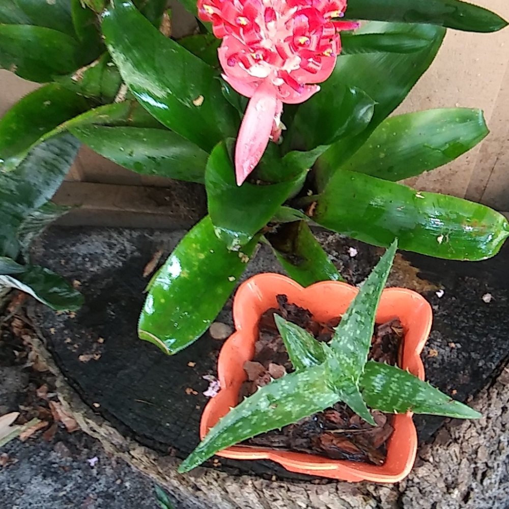 2 Baby ALOE Plants for $12